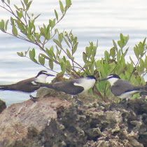 Birds (Aves) of Utila, Bay Islands, Honduras