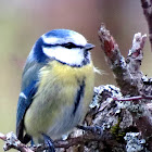 Eurasian Blue Tit