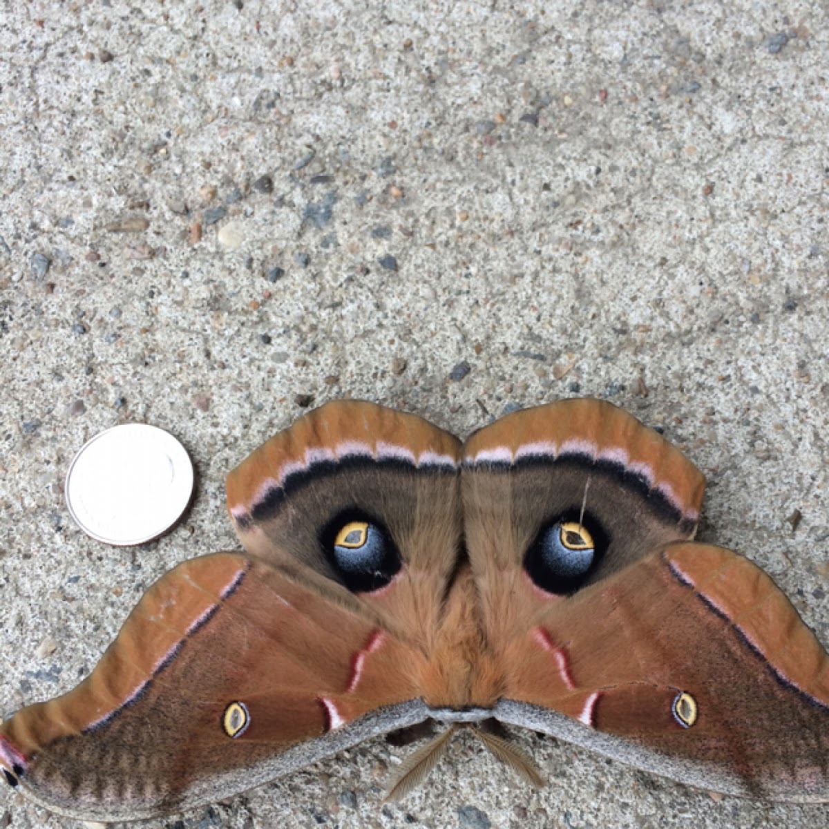 Polyphemus Moth