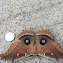 Polyphemus Moth