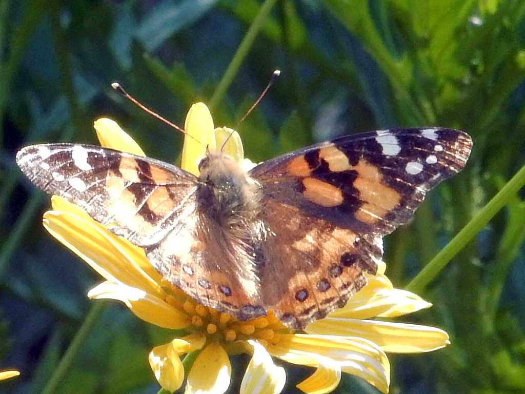 Australian Painted Lady