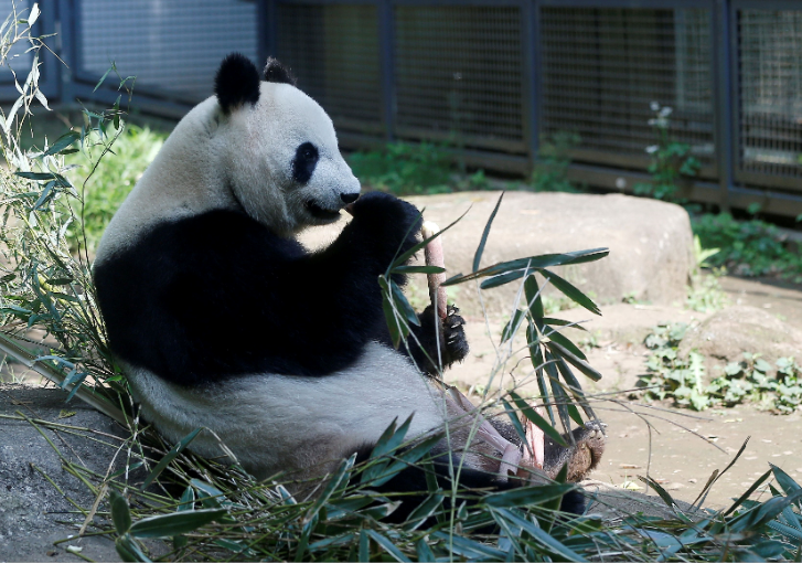 Shin Shin was born on July 3, 2005, at the Conservation and Research Center for the Giant Panda in Wolong, China, and arrived at Ueno Zoo a decade ago, along with her male partner Ri Ri. The pair are also parents to a female panda named Xiang Xiang, born in June 2017.