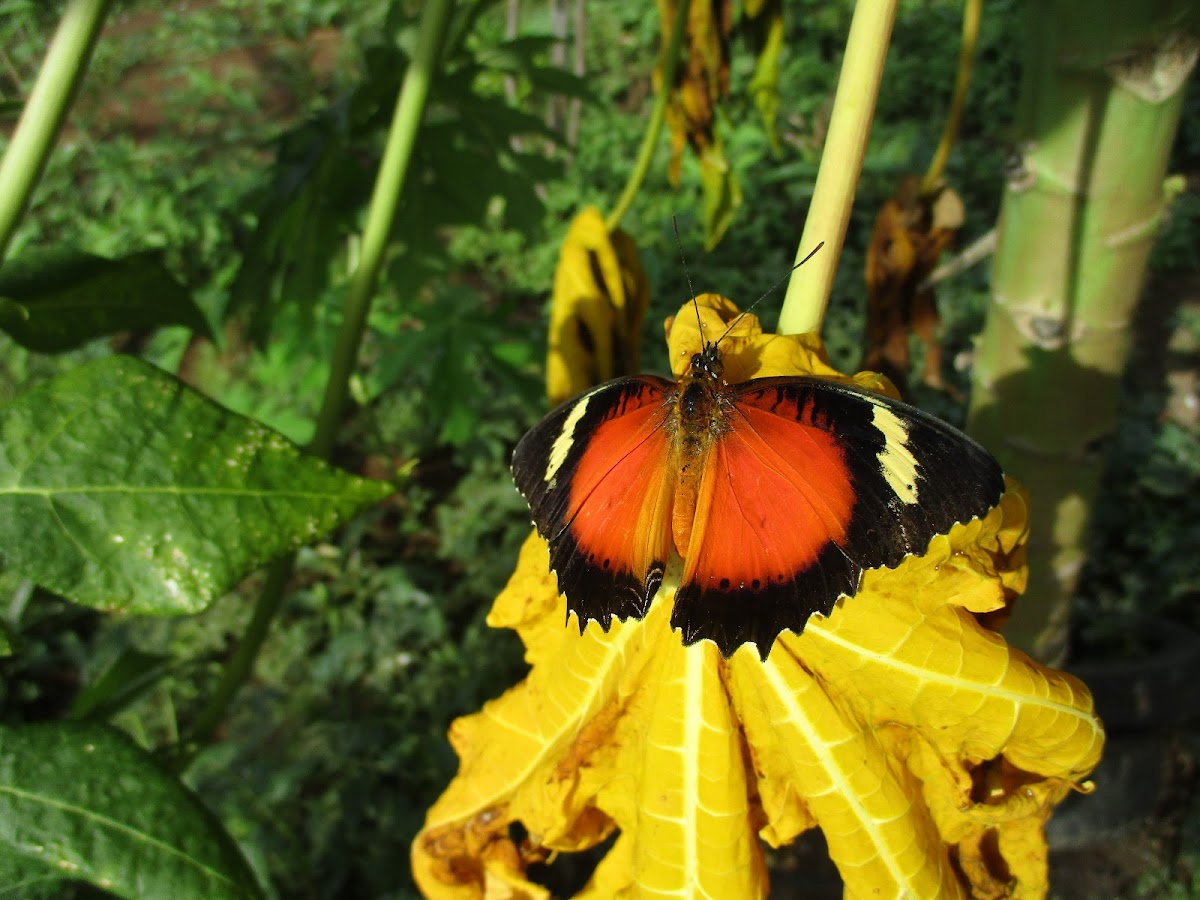 Malay Lacewing