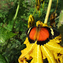 Malay Lacewing