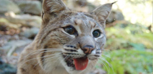 bobcat