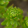 Rhodiola imbricata