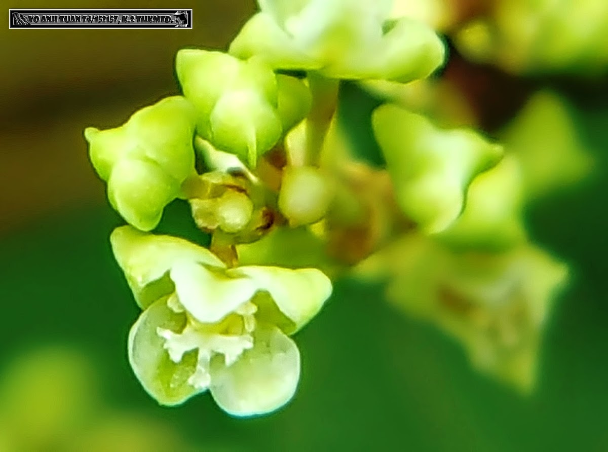 Flowering Bamboo