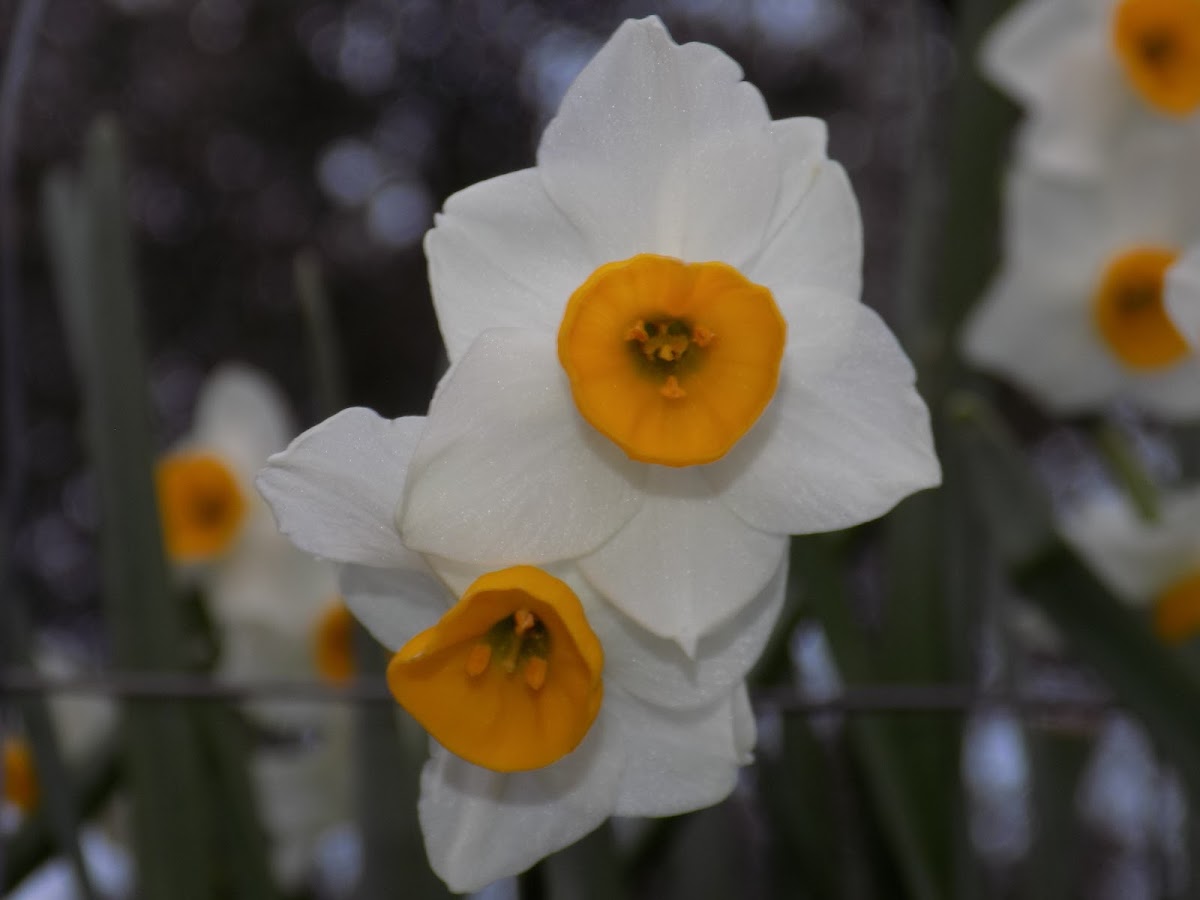 Daffodil