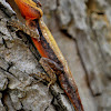 The Peninsular rock agama or South Indian rock agama,