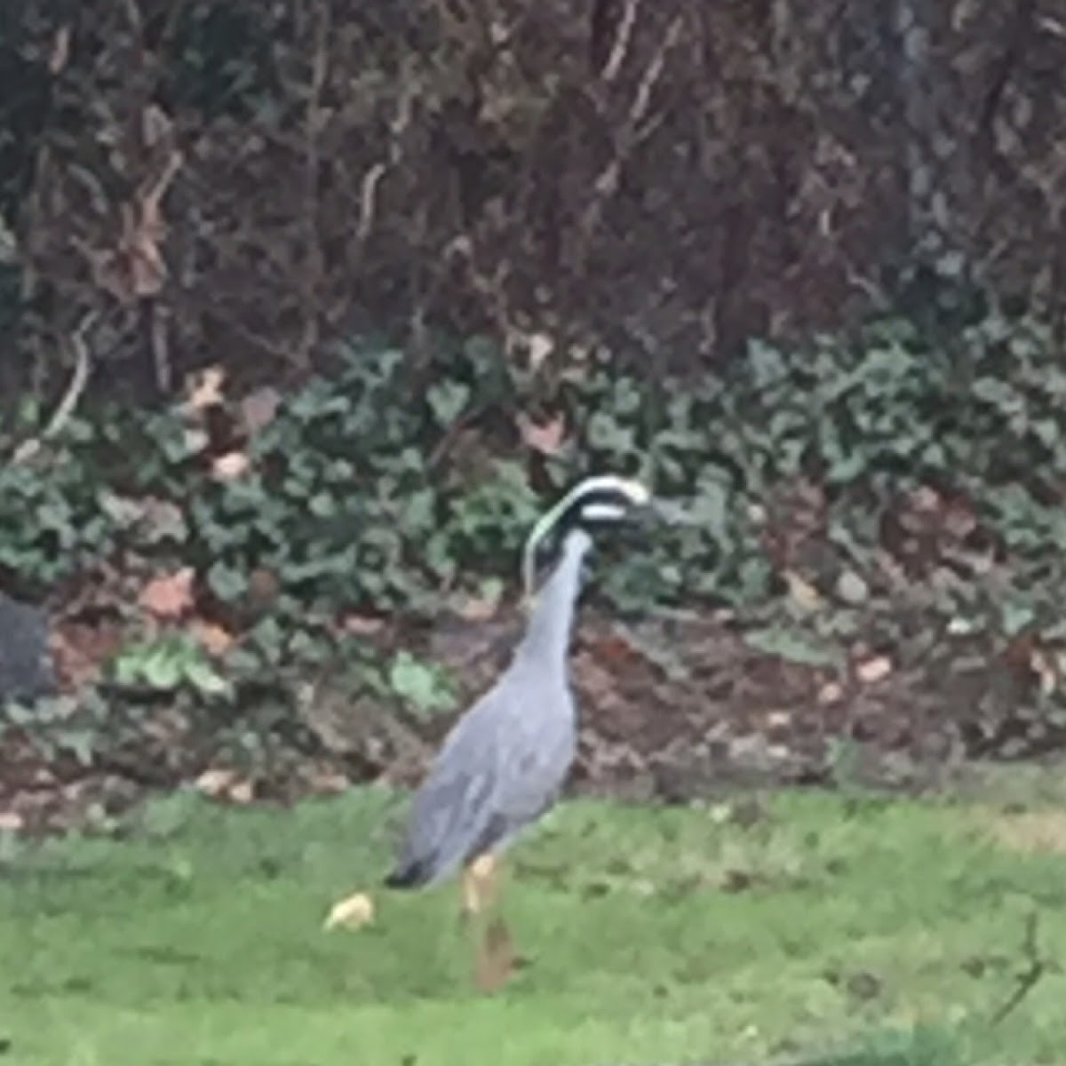 Yellow-crowned Night-Heron