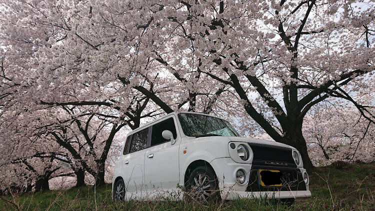 アルトラパンの桜🌸・菜の花に関するカスタム事例の投稿画像1枚目
