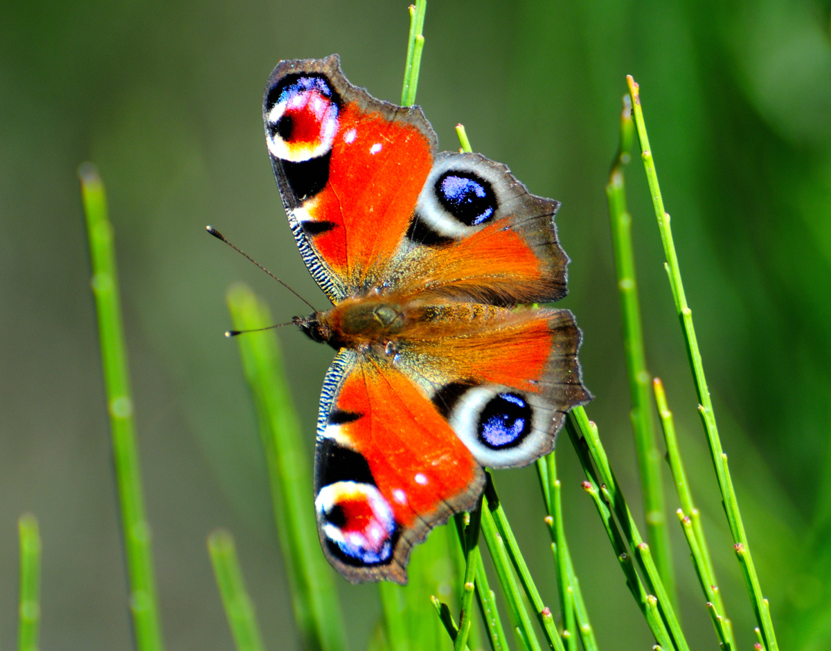 European peacock; Mariposa pavo real