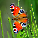 European peacock; Mariposa pavo real