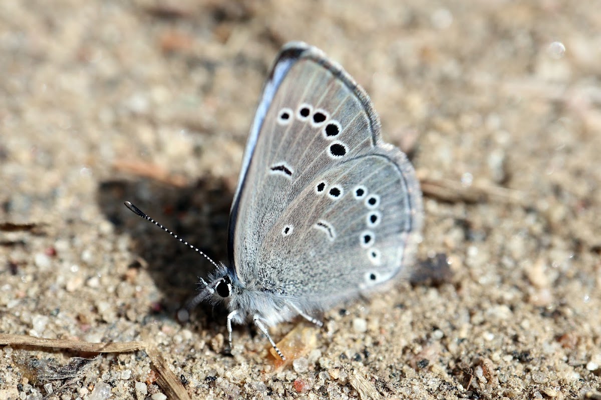 Silvery Blue