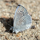 Silvery Blue