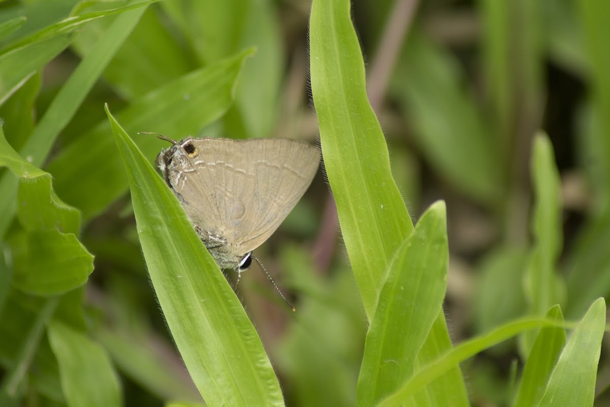 Common Red Flash