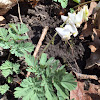 Dutchman's breeches