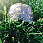 Eastern Box Turtle