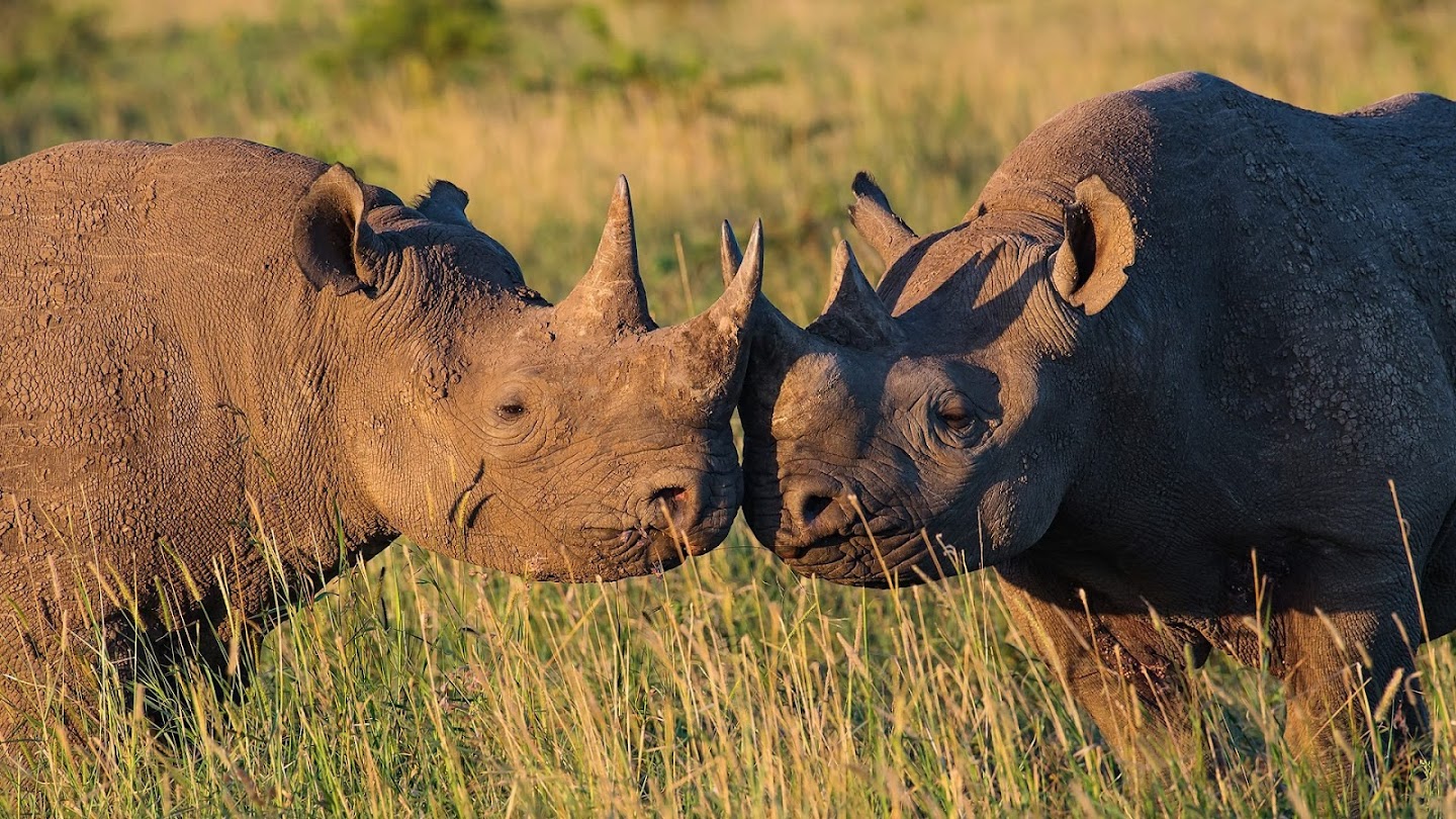Watch Rhinos: Killing And Corruption live