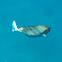 Paletail Unicornfish