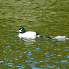 Common Goldeneye