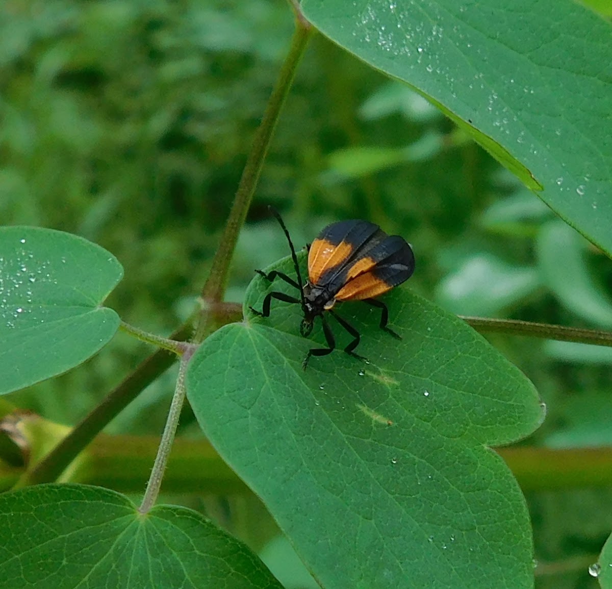 Net-winged Beetles