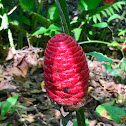 Pinecone Ginger