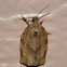 Oblique-Banded Leafroller Moth