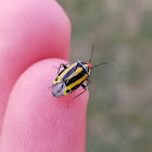 Four-lined plant bug