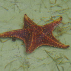 Cushion Sea Star