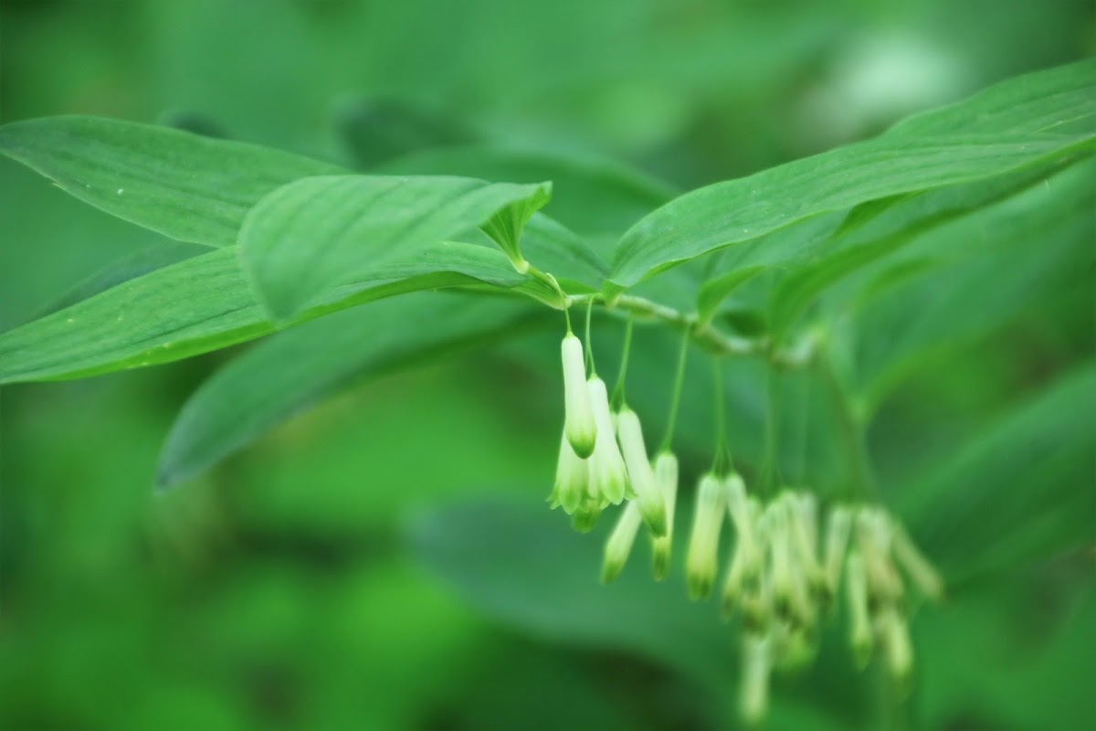 Solomon's Seal