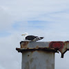 Southern black-backed gull