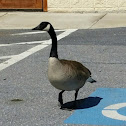 Canada Goose