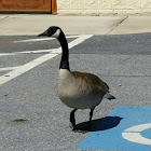 Canada Goose