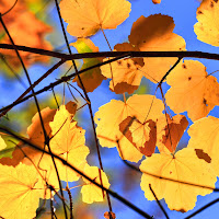 Feuillage d'autunno di 