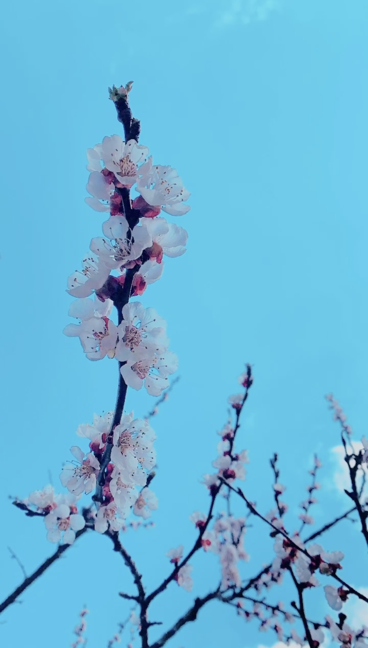 Un cielo di fiori di anita_zanni