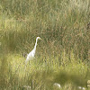 Great egret