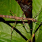 Stick Insect, Phasmid - Female