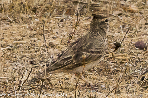 Crested Lark