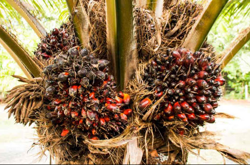 palm-oil-environment-Cdr-Group-International
