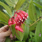 Macleania