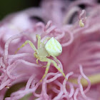 Flower Crab Spider ♀