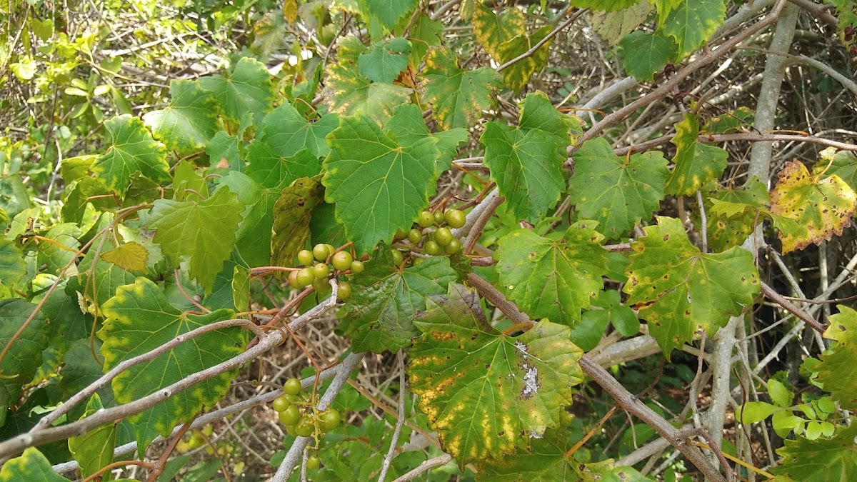 Muscadine grape