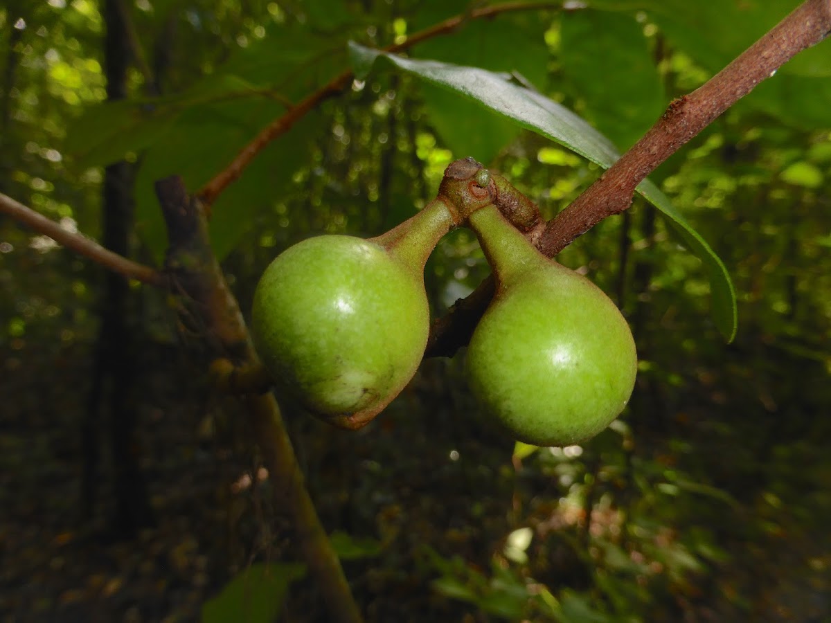 Smallflower Pawpaw