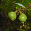 Smallflower Pawpaw