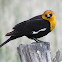 Yellow-headed Blackbird