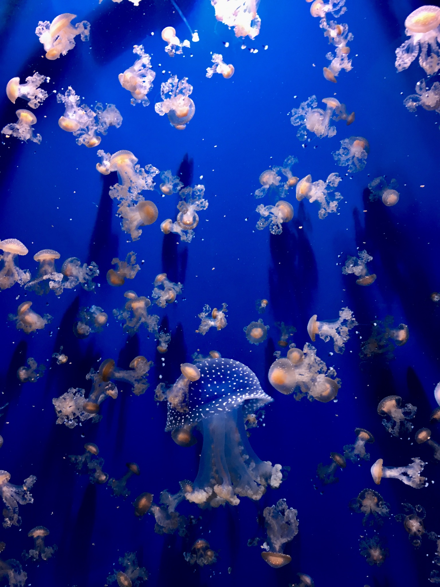 Ocean  di ValentinaBenassi