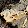 bracket fungi