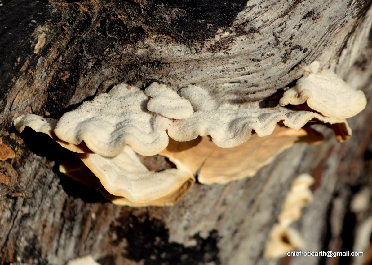 bracket fungi