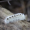 Hickory Tussock Moth Caterpillar